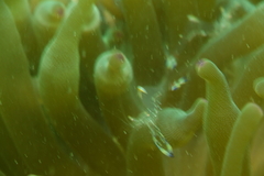 Ancylomenes holthuisi