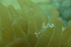 Ancylomenes holthuisi