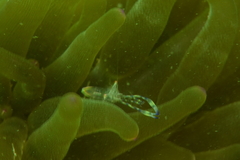 Ancylomenes holthuisi