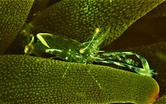 Ancylomenes holthuisi