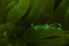 Ancylomenes holthuisi