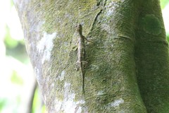 Draco quinquefasciatus