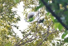 Chloropsis sonnerati