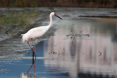 Leucogeranus leucogeranus