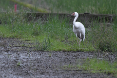 Leucogeranus leucogeranus