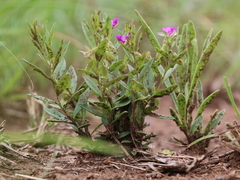 Polygala amatymbica