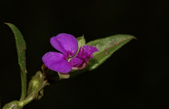 Polygala amatymbica