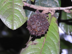 Duguetia