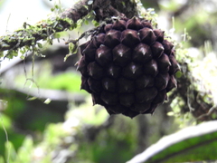 Duguetia