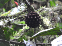 Duguetia