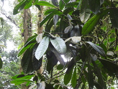 Duguetia