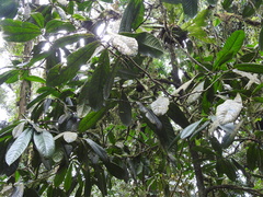 Duguetia