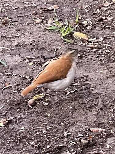 Pacific Hornero (Furnarius cinnamomeus), photo 7