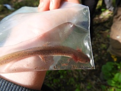 Pseudotriton montanus montanus