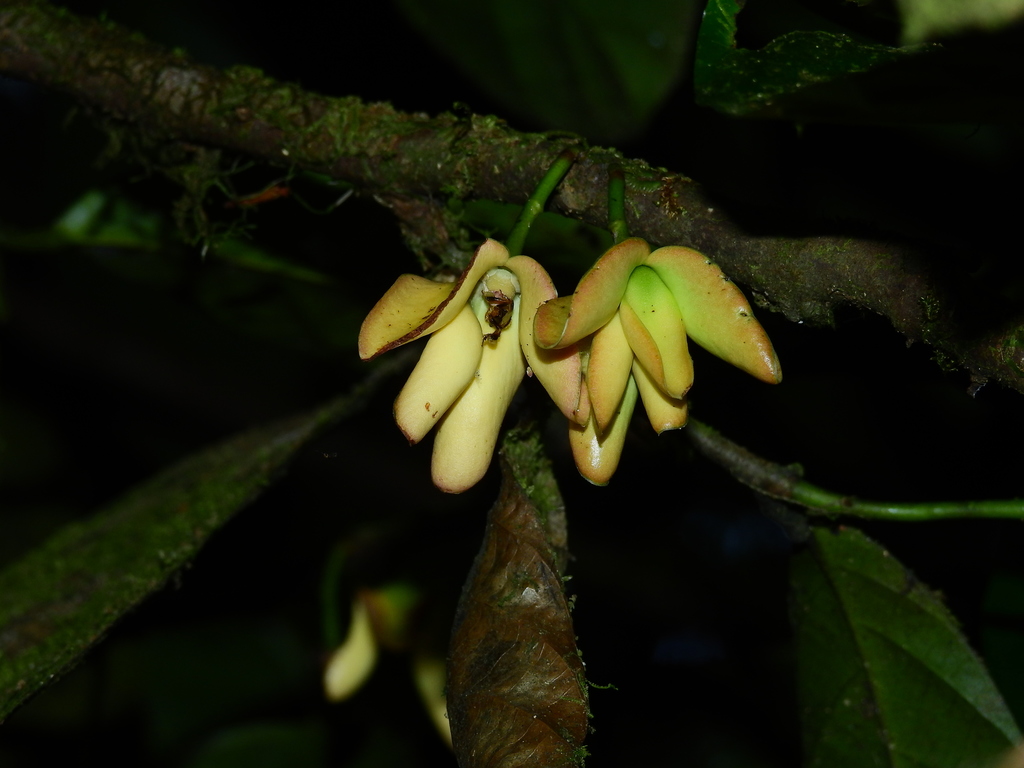 Cremastosperma brevipes
