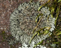 Phaeophyscia sciastra