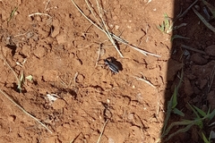 Graphipterus lugens