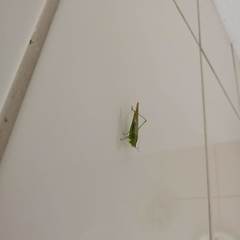 Conocephalus longipes