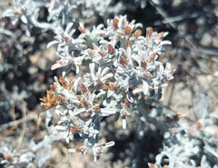 Helichrysum litorale
