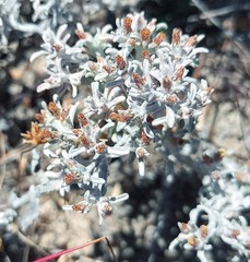 Helichrysum litorale