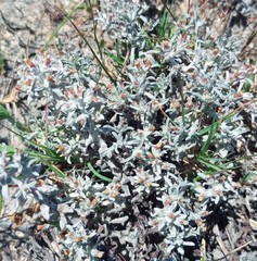Helichrysum litorale