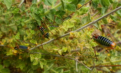 Poecilimon cretensis