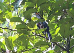 Phaenicophaeus sumatranus