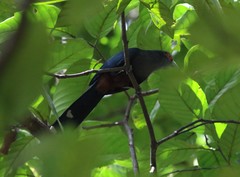 Phaenicophaeus sumatranus