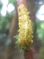 Pseudoveronicella thomensis