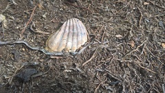 Senilia senilis