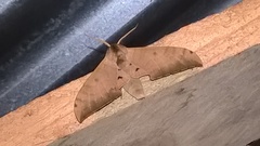 Pseudoclanis tomensis