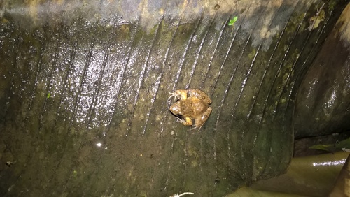 Calm Puddle Frog, Phrynobatrachus leveleve