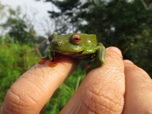 Sao Thome Reed Frog, Hyperolius thomensis