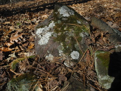 Phaeophyscia sciastra