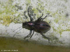 Naupactus tremolerasi