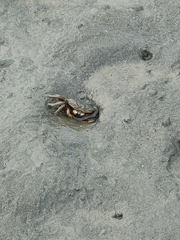 Macrophthalmus