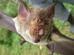 Macronycteris thomensis