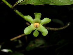 Guatteria punctata
