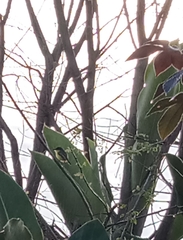 Todirostrum cinereum