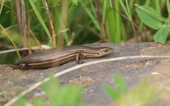 Pseudemoia rawlinsoni