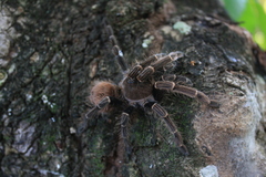 Proshapalopus multicuspidatus