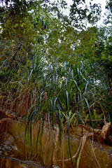 Pandanus gemmifer