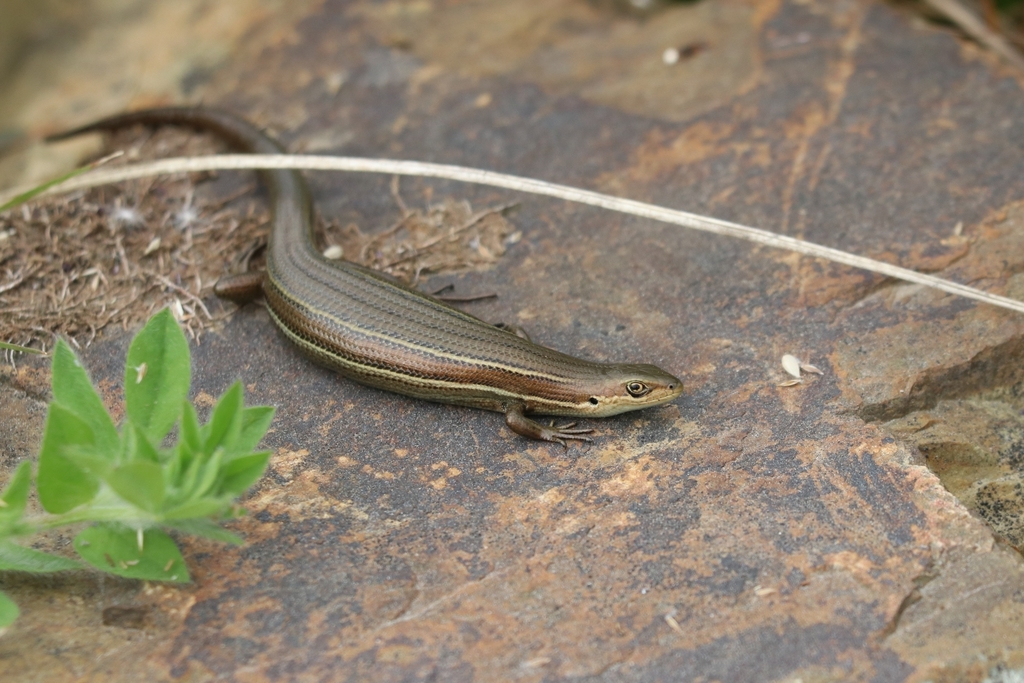 Rawlinson's Window-Eyed Skink