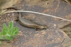 Glossy Grass Skink - Photo (c) James Cornelious, some rights reserved (CC BY-NC), uploaded by James Cornelious