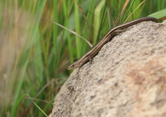 Pseudemoia rawlinsoni