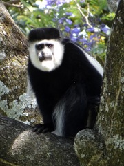 Colobus guereza