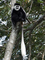 Colobus guereza
