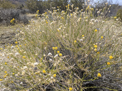 Acamptopappus sphaerocephalus