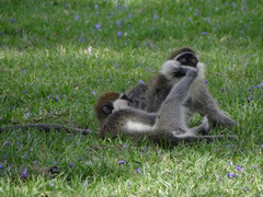 Chlorocebus aethiops