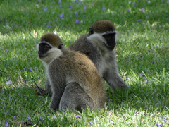 Chlorocebus aethiops